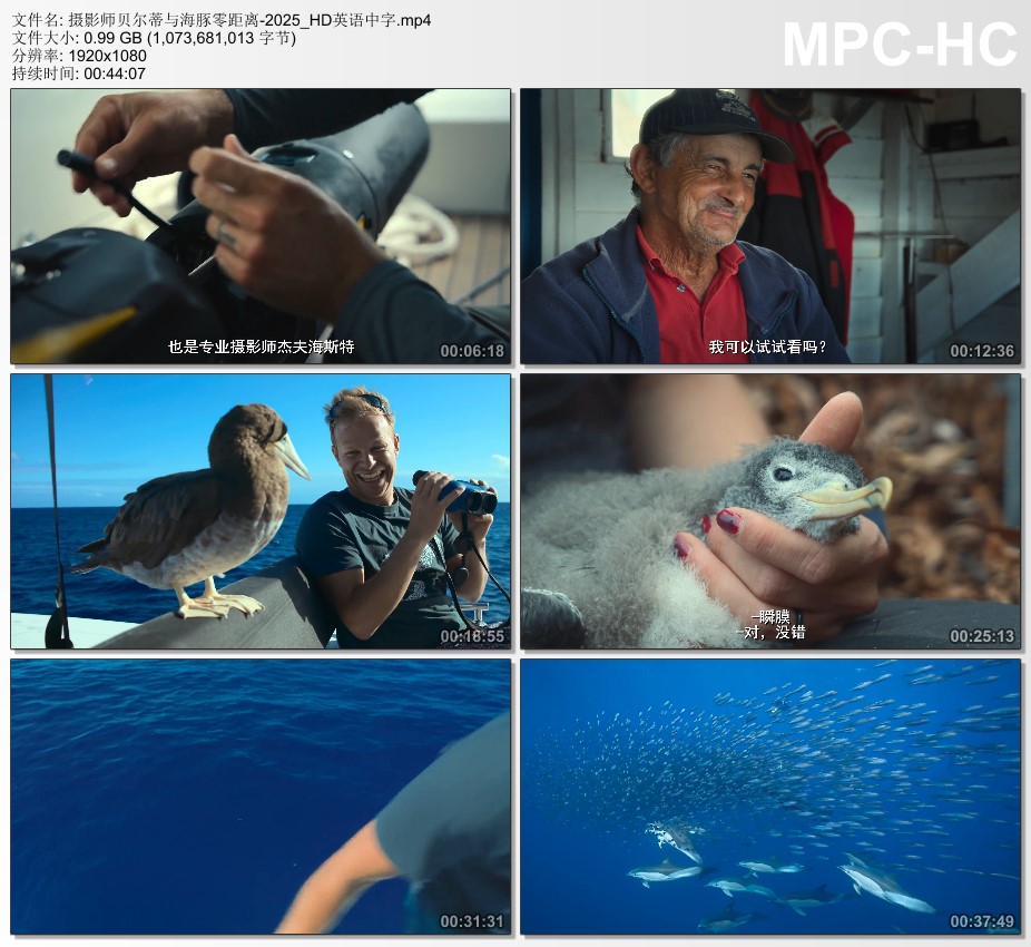 2025年美国纪录片《摄影师贝尔蒂与海豚零距离》HD英语中字