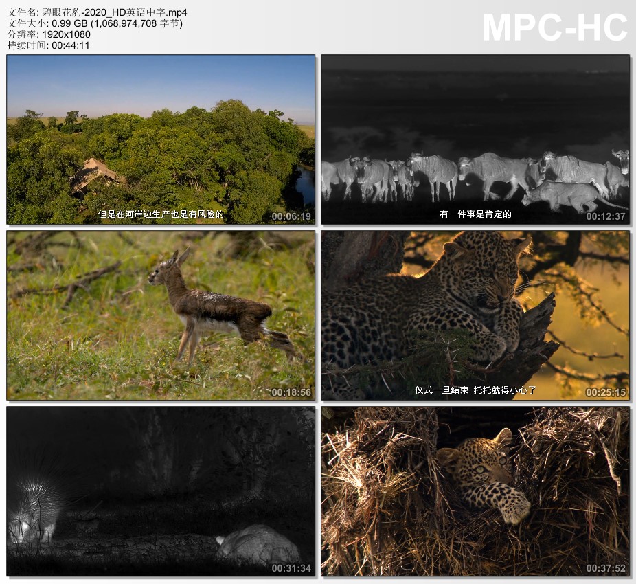 2020年美国纪录片《碧眼花豹》HD英语中字