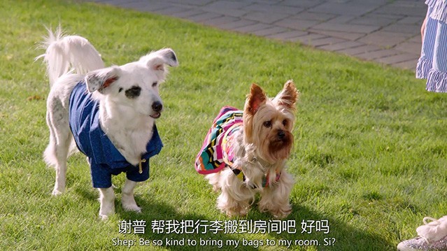 [萌犬好声音3][HD-1080P/2160P-MKV][国英双语中字][1.94GB/3.75GB][2018]